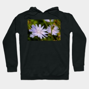 Purple chicory flower Hoodie